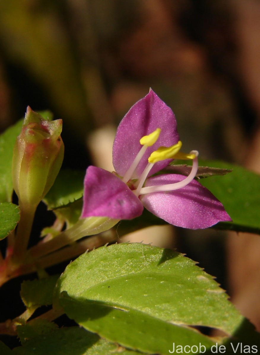 Sonerila silvatica Lundin